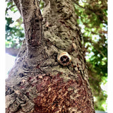 IΣT with a Twist Ring - Drutis Jewellery